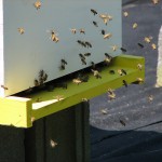 Field Bees At the Hive Entrance