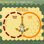 Who needs GPS for directions when you have a waggle dance?