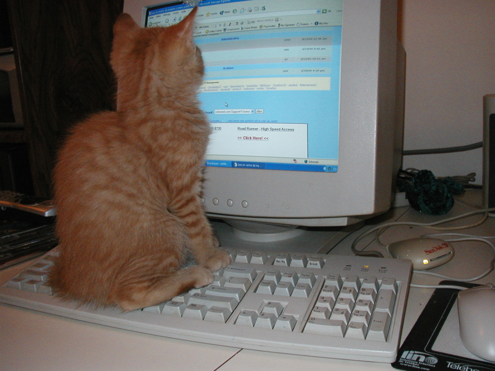 cat-computer